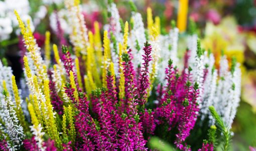 Flowers in florist shop